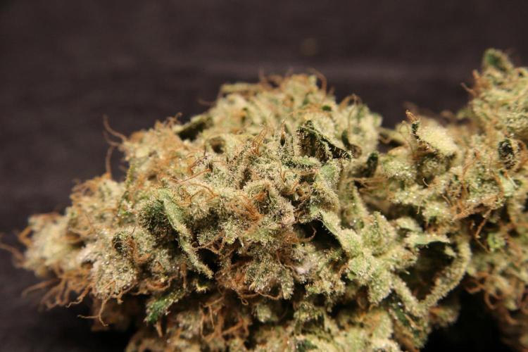Zamnesia Thai. Week 16