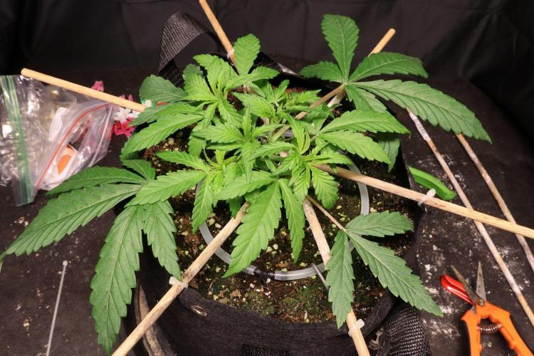 BF AK-47. Week 3