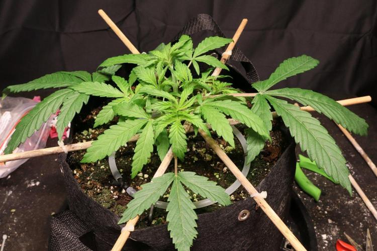 BF AK-47. Week 3