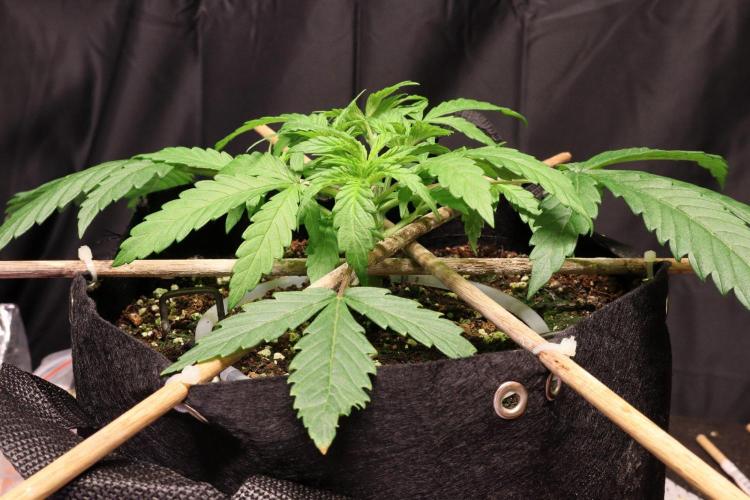 BF AK-47. Week 3