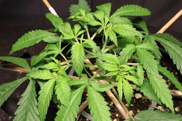 Durban Poison. Week 3