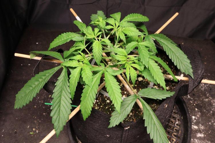 Durban Poison. Week 3