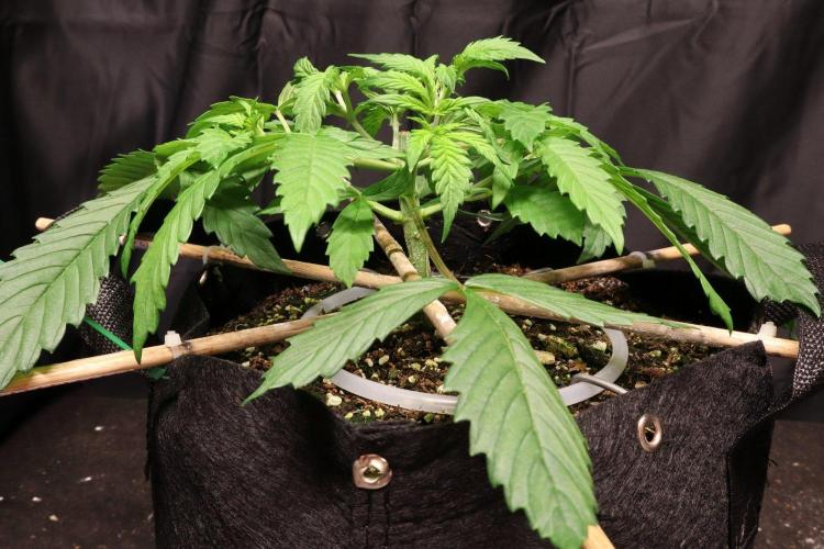 Durban Poison. Week 3