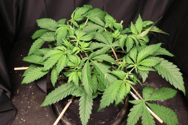 Durban Poison. Week 4