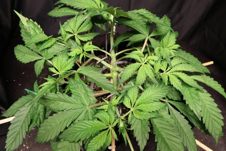 Durban Poison. Week 4