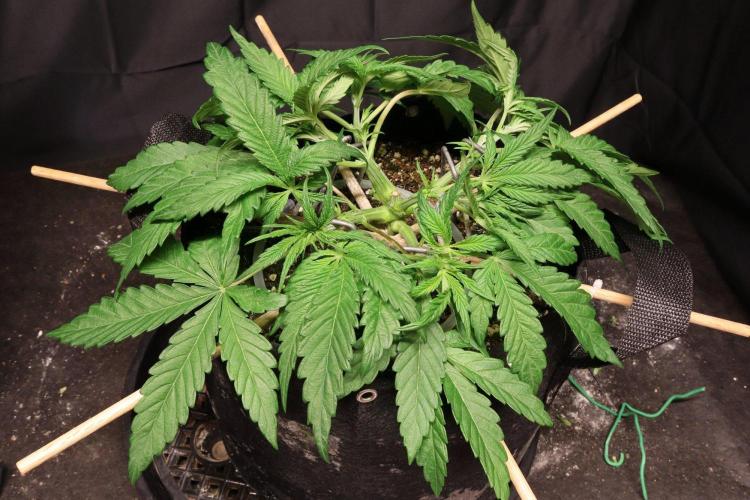 BF AK-47. Week 4