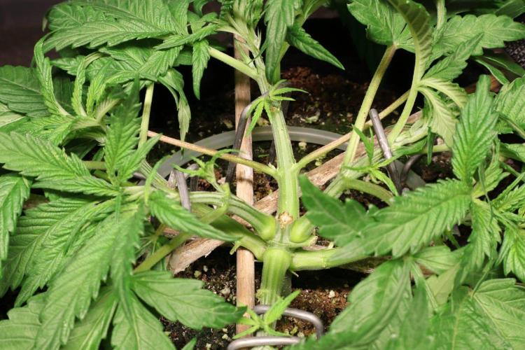 BF AK-47. Week 4