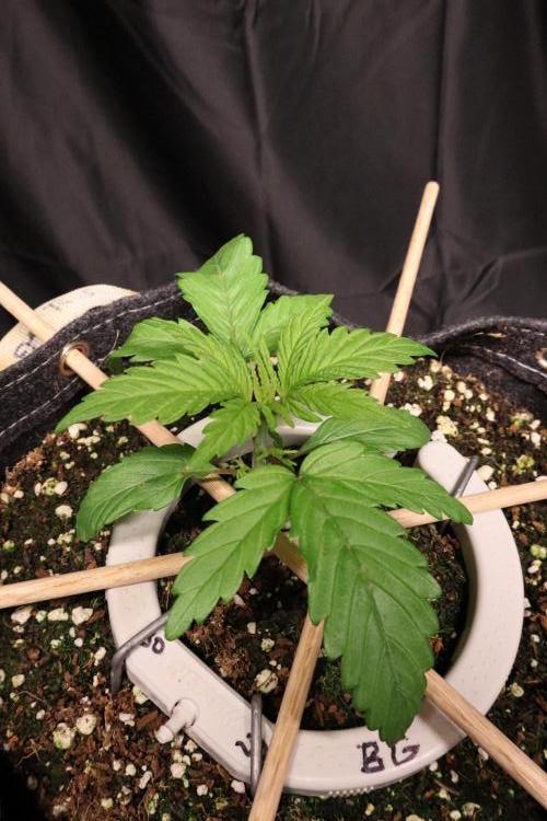Green Goblin. Week 3