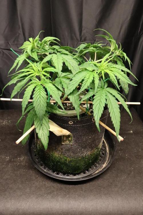 Green Goblin. Week 6