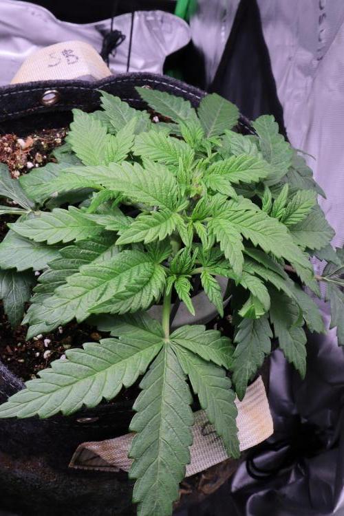 Zamnesia Black Diamond Auto. Week 5