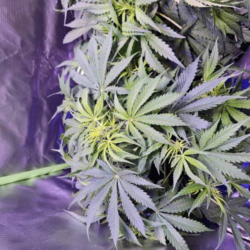 Royal Queen Seeds Blue Cheese Automatic grow journal by K1bully