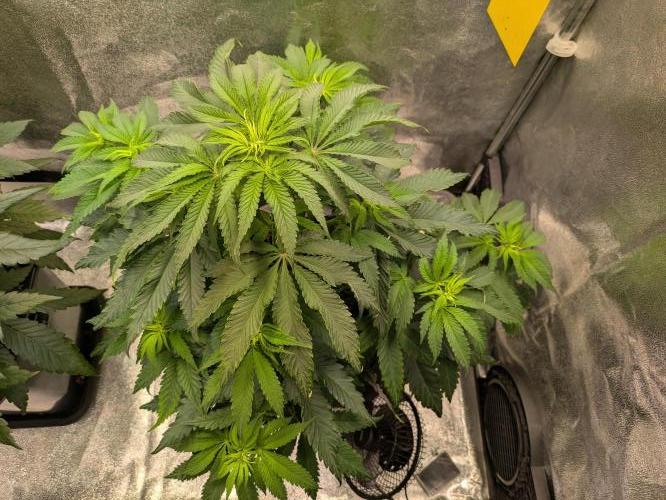 Primetime Grow. Week 6 - Blueberry Muffin 