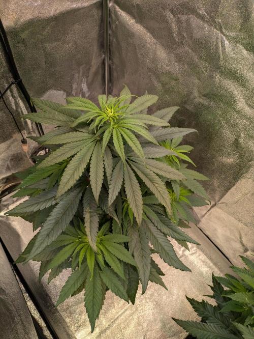 Primetime Grow. Week 6 - Purple Kush