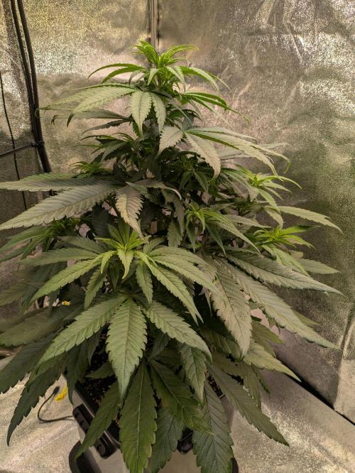 Primetime Grow. Week 6 - Purple Kush