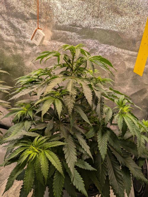 Primetime Grow. Week 6 - Blueberry Muffin 