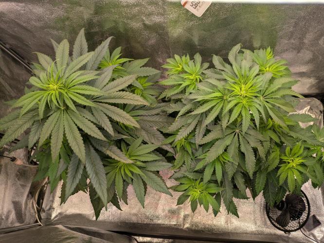 Primetime Grow. Week 6 - Green Hell