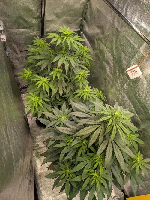 Primetime Grow. Week 7 - Der Garten