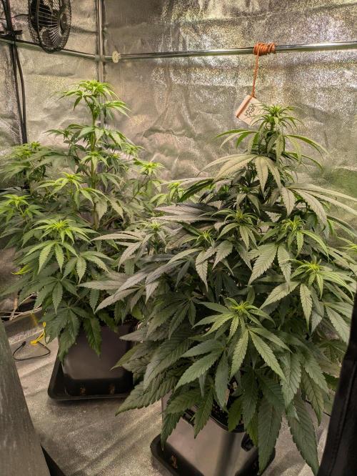 Primetime Grow. Week 7 - Schöne Büsche