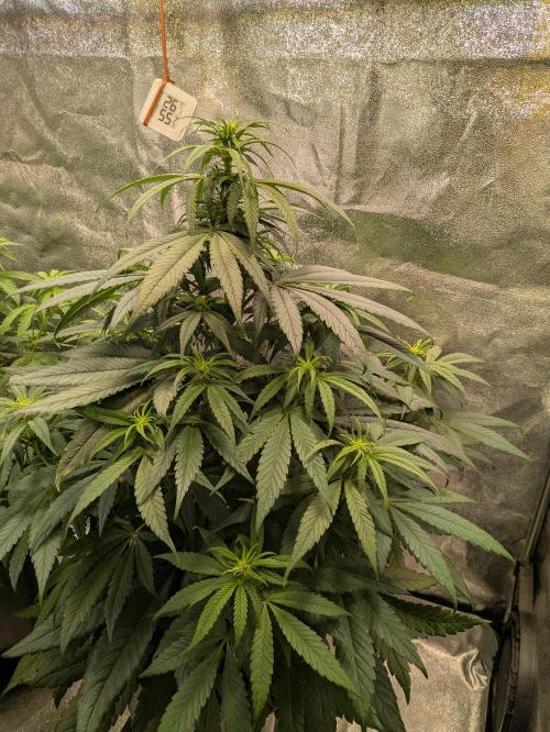 Primetime Grow. Week 7 - Purple Kush 