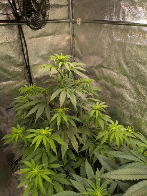 Primetime Grow. Week 7 - Blueberry Muffin 