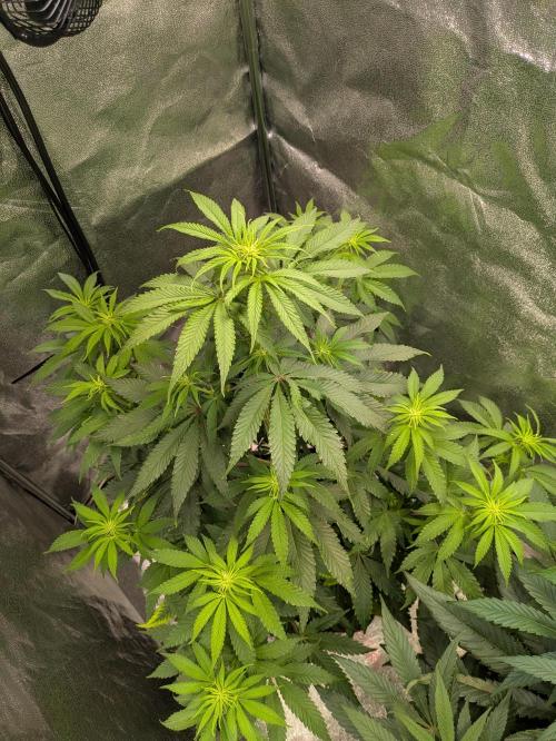 Primetime Grow. Week 7 - Blueberry Muffin 