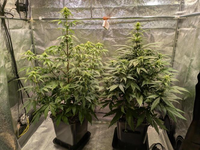 Primetime Grow. Week 8 - Two lovely ladies, Links: Blueberry Muffin 78cm, 
Rechts: Purple Kush, 72cm