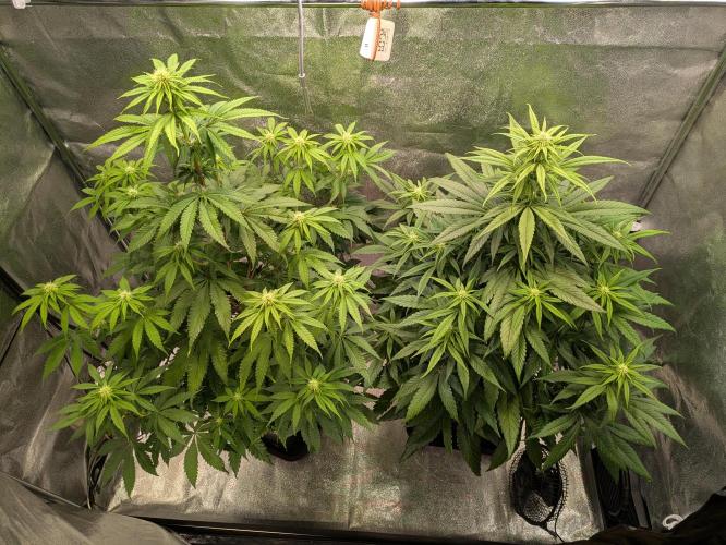 Primetime Grow. Week 8 - Nice bushy grow