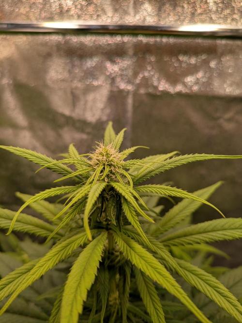 Primetime Grow. Week 8 - Purple Kush Top