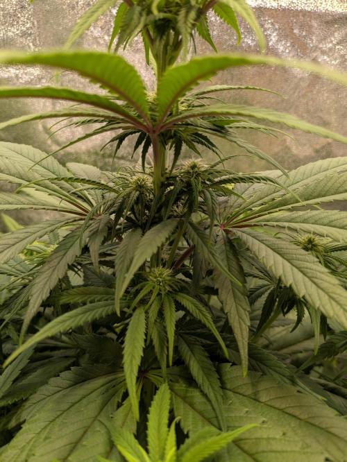 Primetime Grow. Week 8 - Purple Kush 2nd floor :)