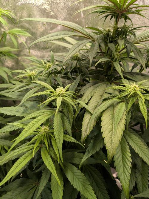 Primetime Grow. Week 8 - Purple Kush 