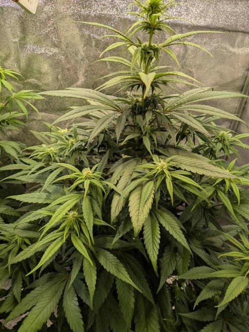 Primetime Grow. Week 8 - Purple Kush