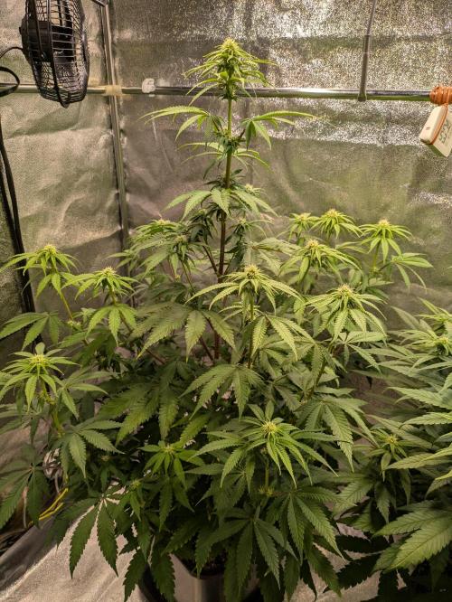 Primetime Grow. Week 8 - Blueberry Muffin going straight