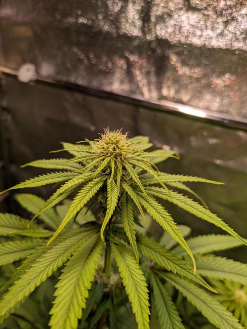 Primetime Grow. Week 8 - Blueberry Muffin Top