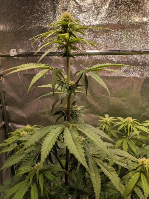 Primetime Grow. Week 8 - Blueberry Muffin - down to the first floor