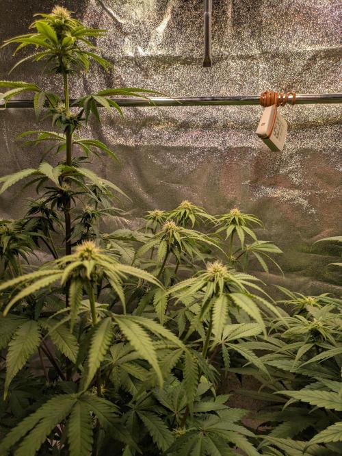 Primetime Grow. Week 8 - Blueberry Muffin