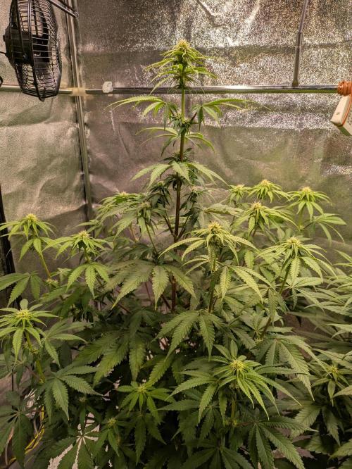 Primetime Grow. Week 8 - Blueberry Muffin