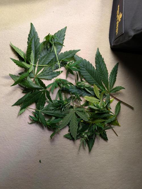 Primetime Grow. Week 8 - ..gehörte zur Purple Kush bis an eben