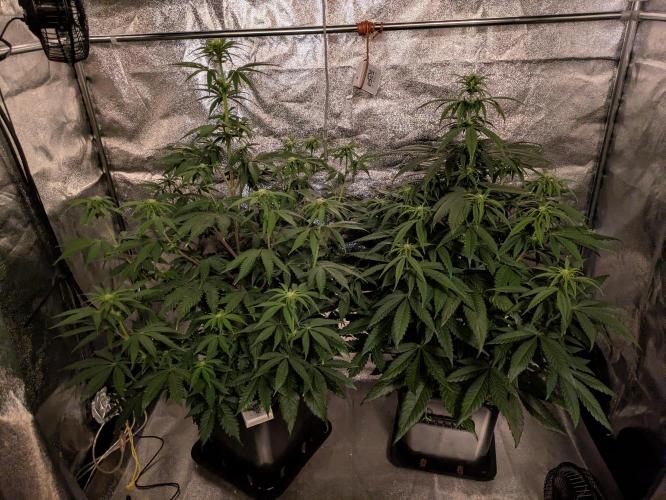 Primetime Grow. Week 8 - Nochmal komplette Montur, Stand letzte Woche - ohne Schneidarbeiten 