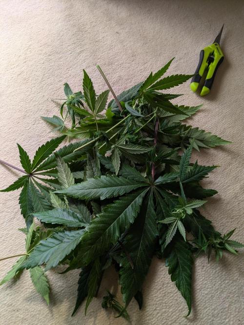 Primetime Grow. Week 8 - Entlaubung Teil 2...