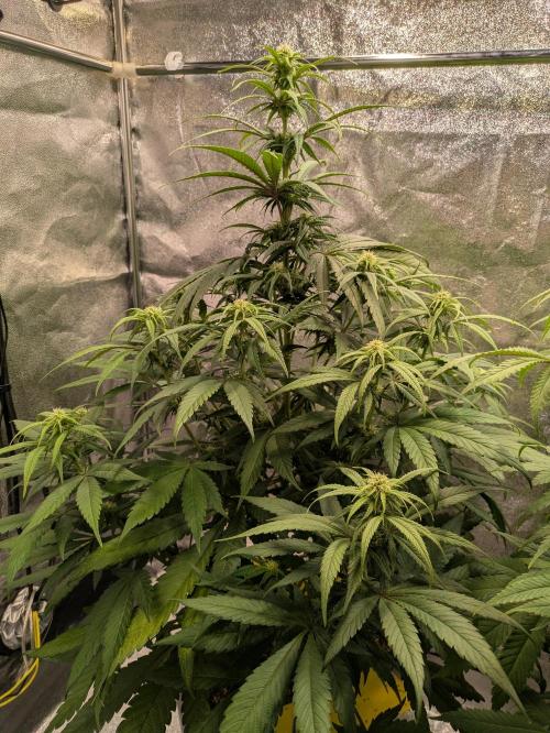 Primetime Grow. Week 8 - 21.11. Purple Kush