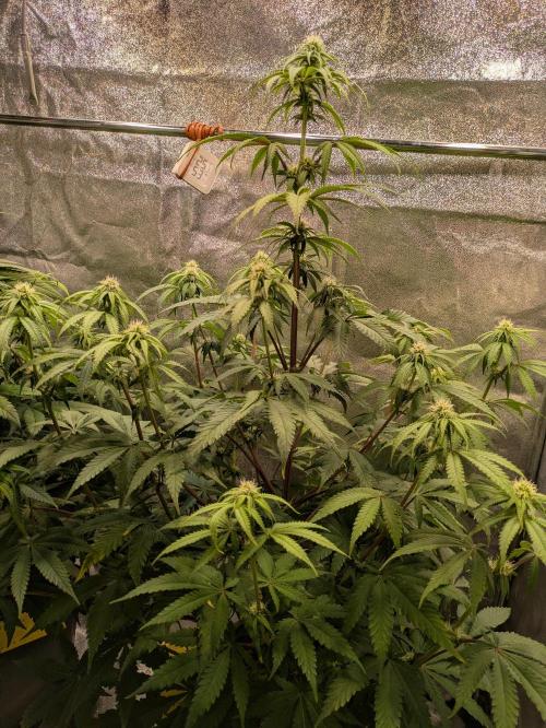 Primetime Grow. Week 8 - 21.11. Blueberry Muffin 