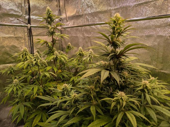 Primetime Grow. Week 9