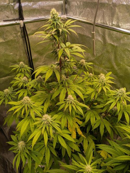 Primetime Grow. Week 9 - Blueberry Muffin 