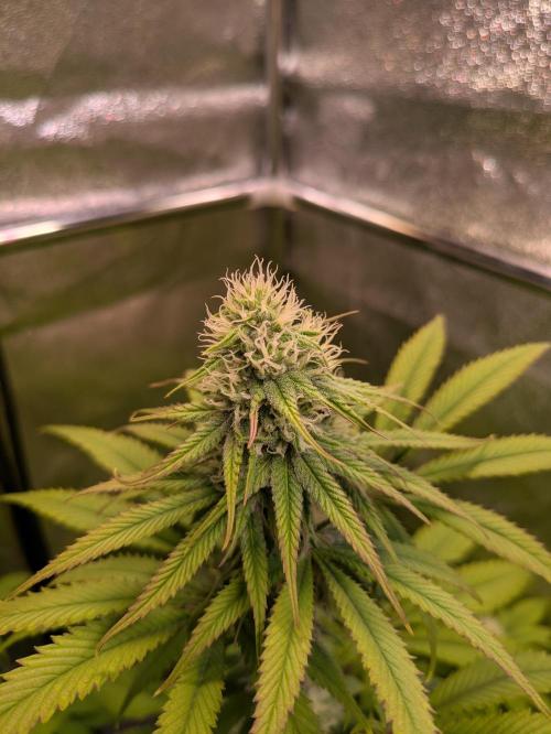 Primetime Grow. Week 9 - Blueberry Muffin 