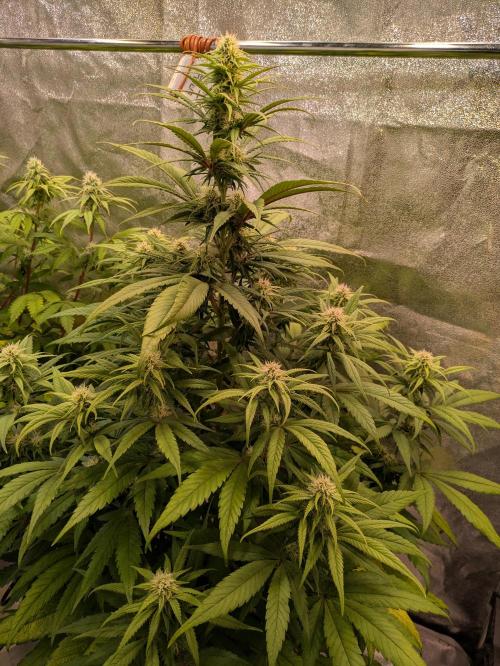 Primetime Grow. Week 9 - Purple Kush 