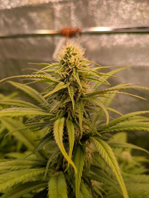 Primetime Grow. Week 9 - Purple Kush 