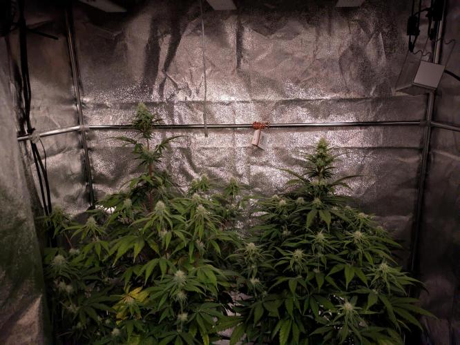 Primetime Grow. Week 9 - Zwei Bäume für Weihnachten 