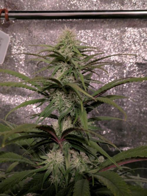 Primetime Grow. Week 9