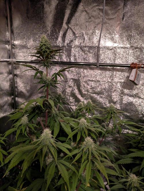 Primetime Grow. Week 9