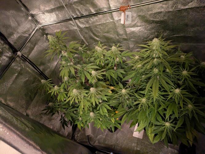 Primetime Grow. Week 9